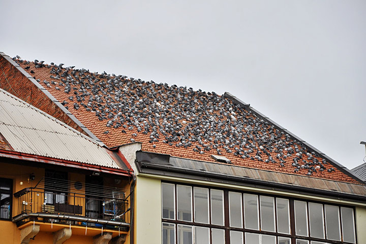 A2B Pest Control are able to install spikes to deter birds from roofs in Kenley. 
