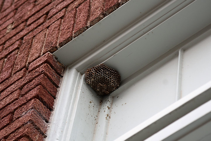 We provide a wasp nest removal service for domestic and commercial properties in Kenley.